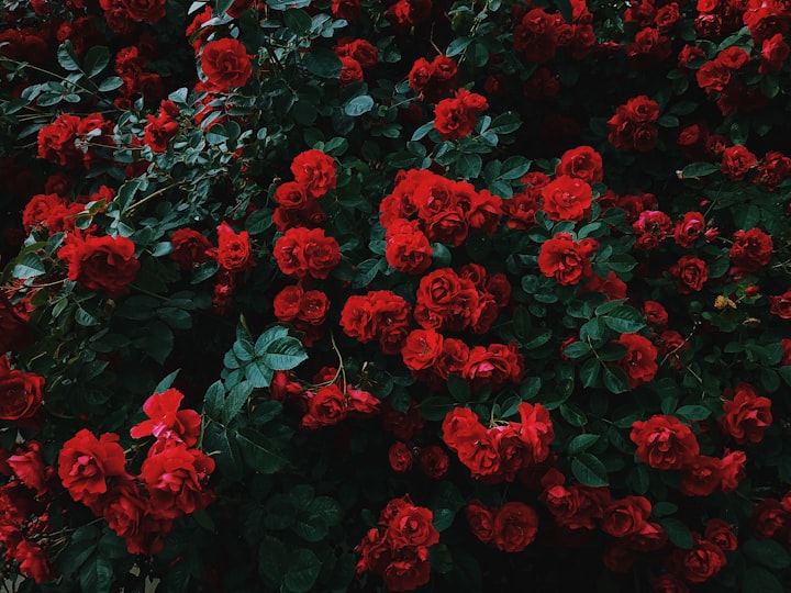 Crimson Roses