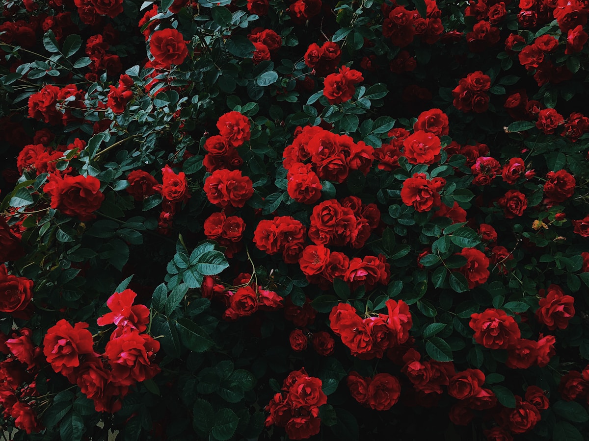 A rose bush with several red roses and deep green leaves