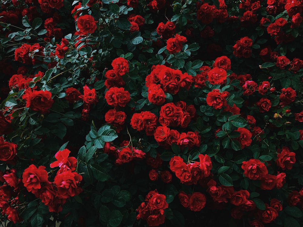 Beet mit blühenden roten Rosen