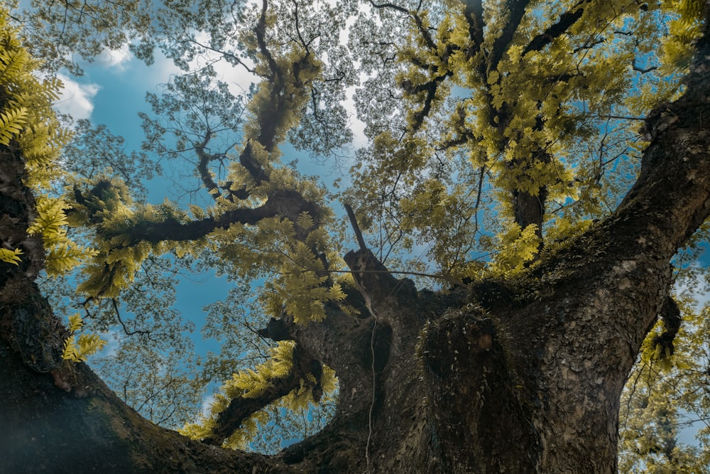 Fotografia con vista dal basso di un albero