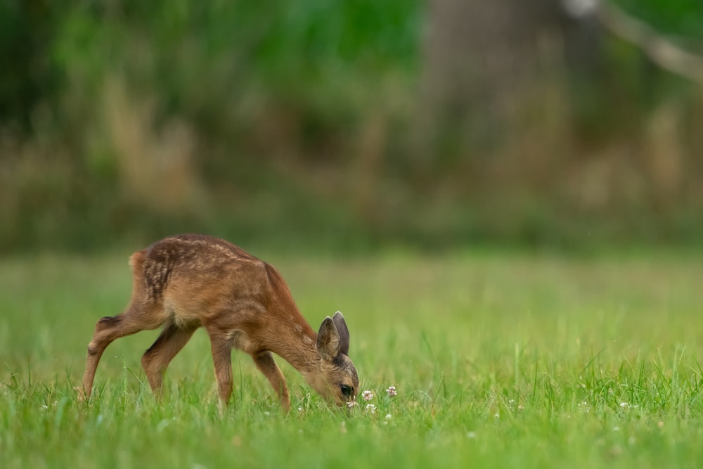 草の上の赤ちゃん鹿