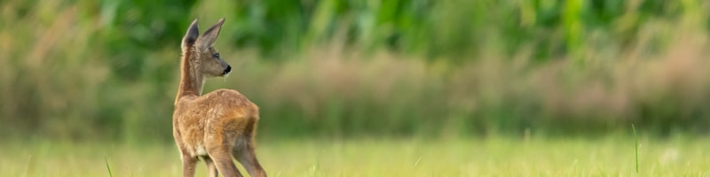 brown four-legged animal on grass field