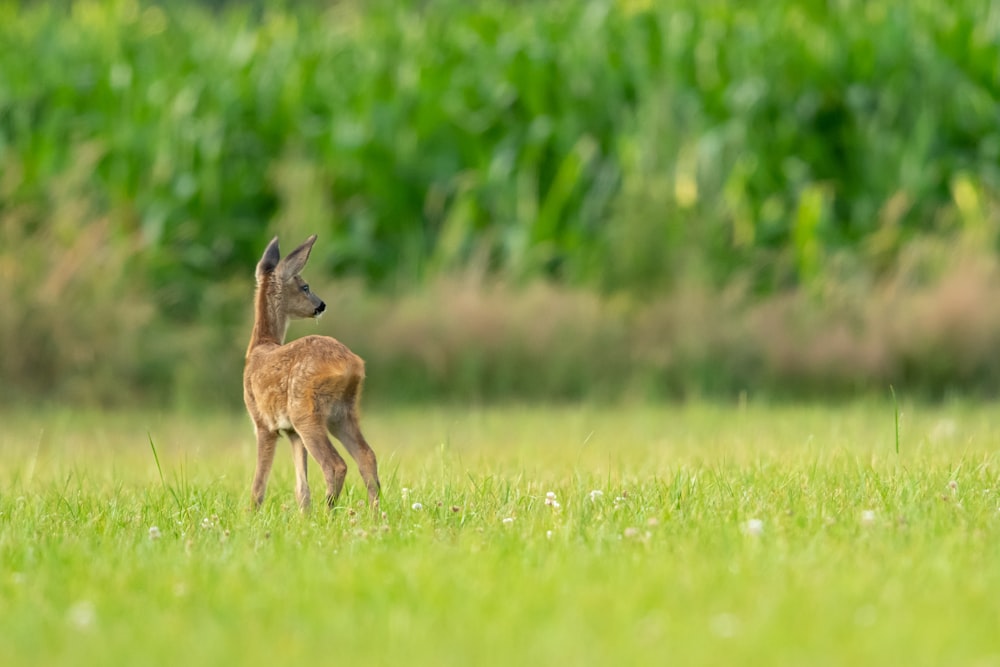 brown four-legged animal on grass field