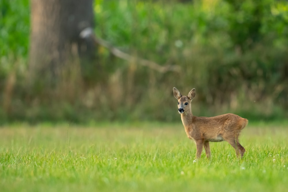 depth of field photo of brown doe