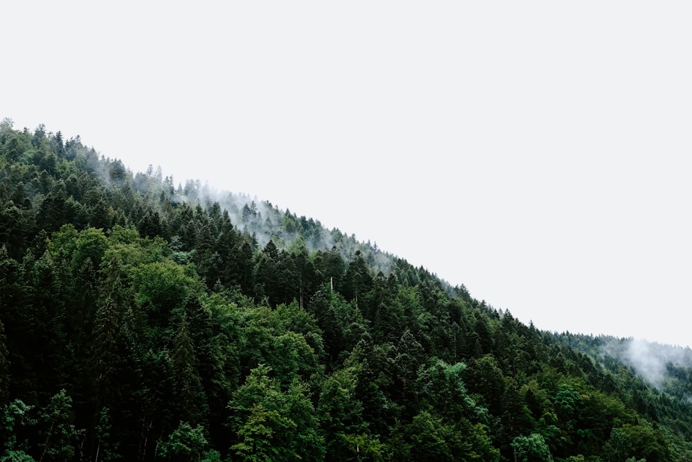 low angle view of green trees