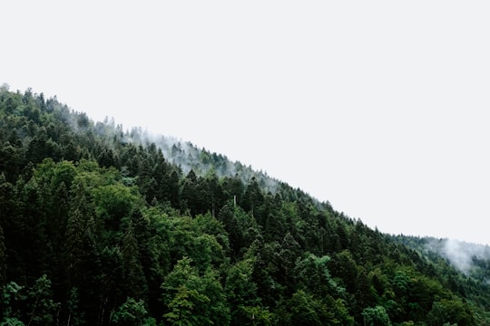 low angle view of green trees in Montbéliard France