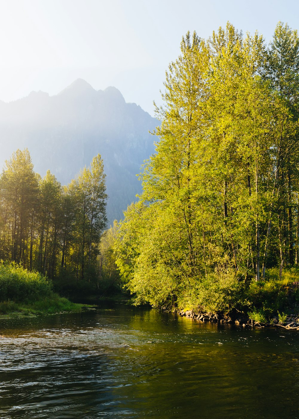 photo of river between forest