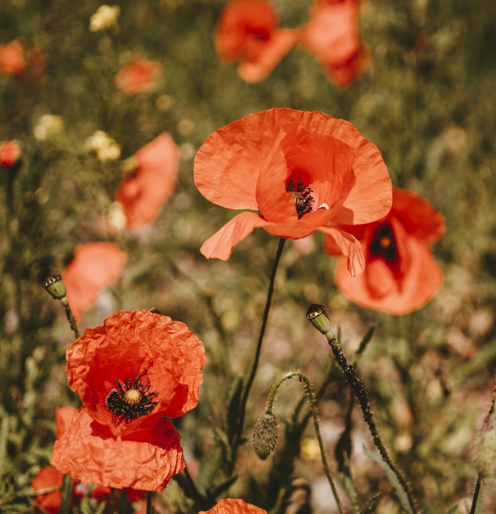 red petaled flower in closeup photography