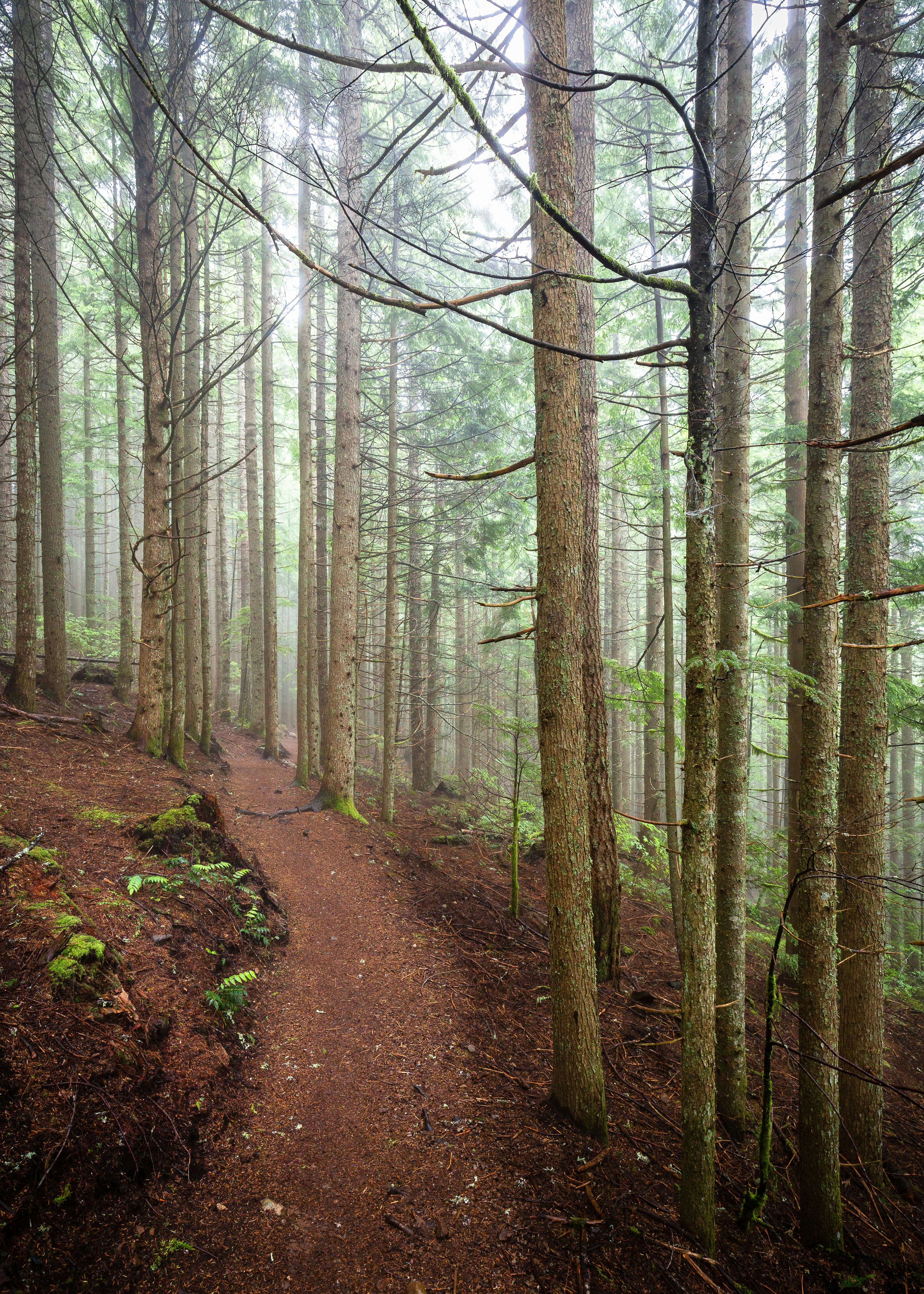 a trail in the middle of a forest with lots of trees