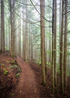 a trail in the middle of a forest with lots of trees