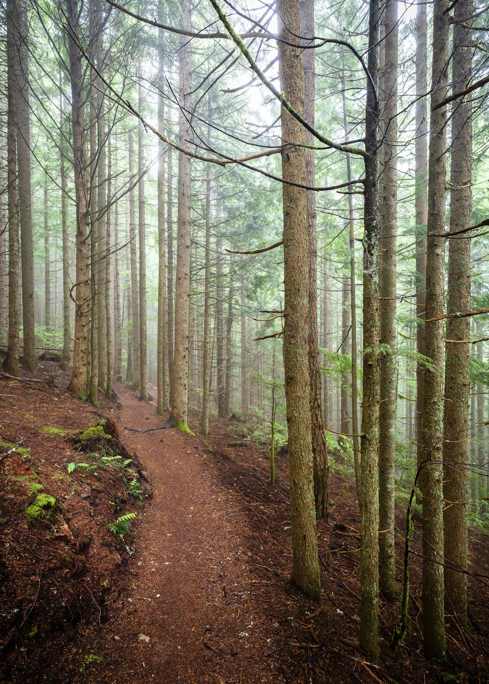 a trail in the middle of a forest with lots of trees