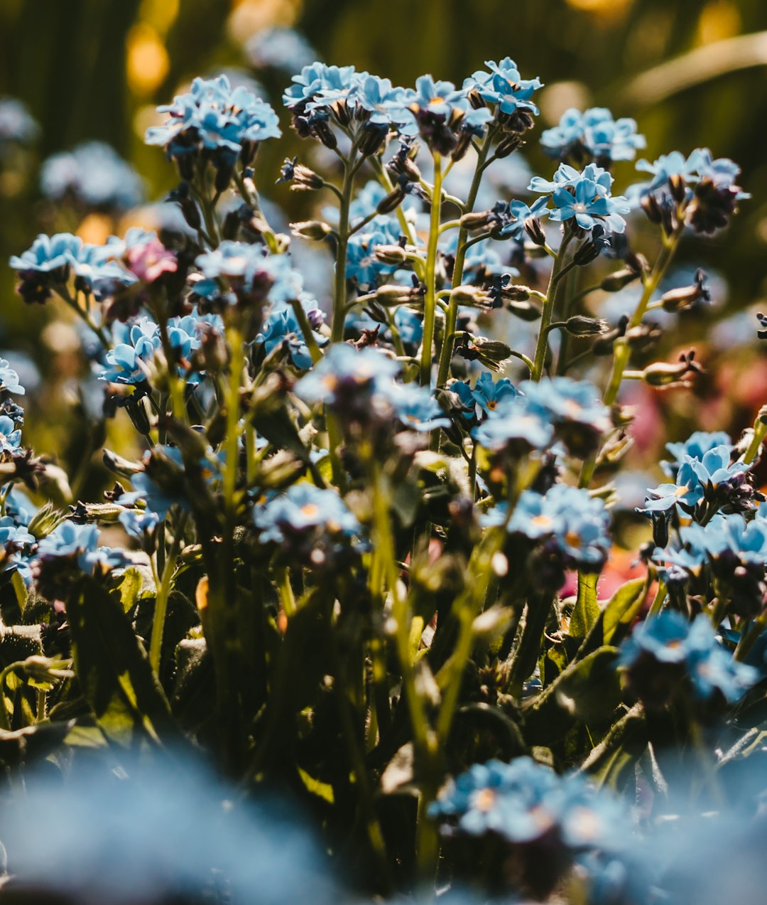 blue flowers