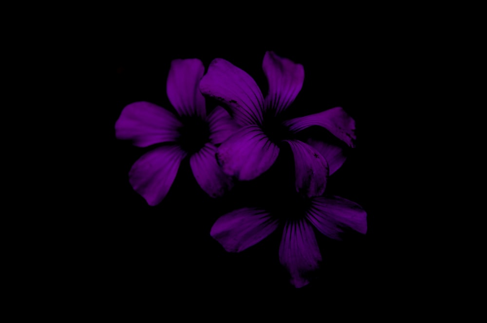 three purple flowers in black background