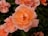 Vibrant peach-colored roses in full bloom are surrounded by deep green leaves. The petals are softly layered, with a delicate gradient from pink to orange. Sunlight enhances the rich hues and textures, creating a sense of natural beauty.