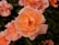 Vibrant peach-colored roses in full bloom are surrounded by deep green leaves. The petals are softly layered, with a delicate gradient from pink to orange. Sunlight enhances the rich hues and textures, creating a sense of natural beauty.