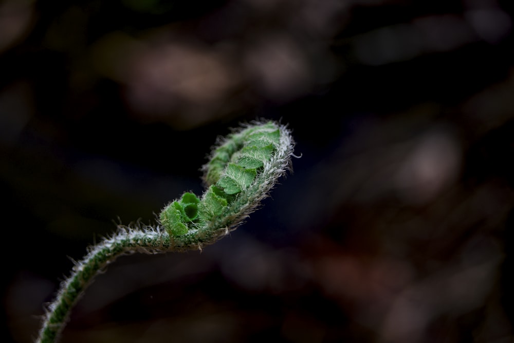 selective focus photography of fern