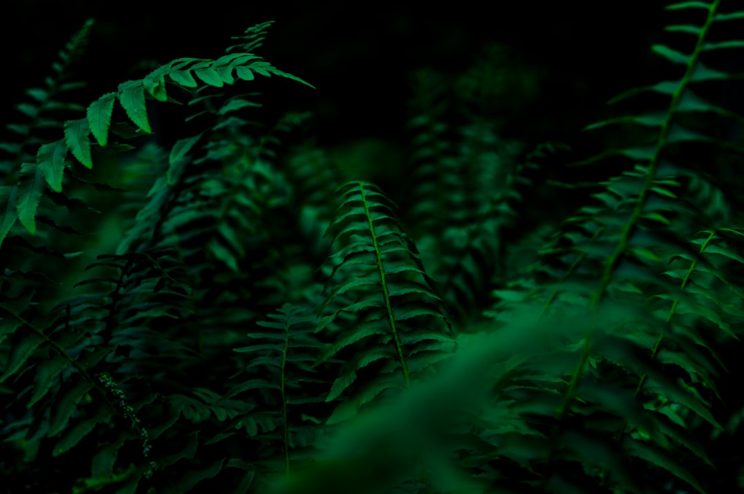 green leafed plant