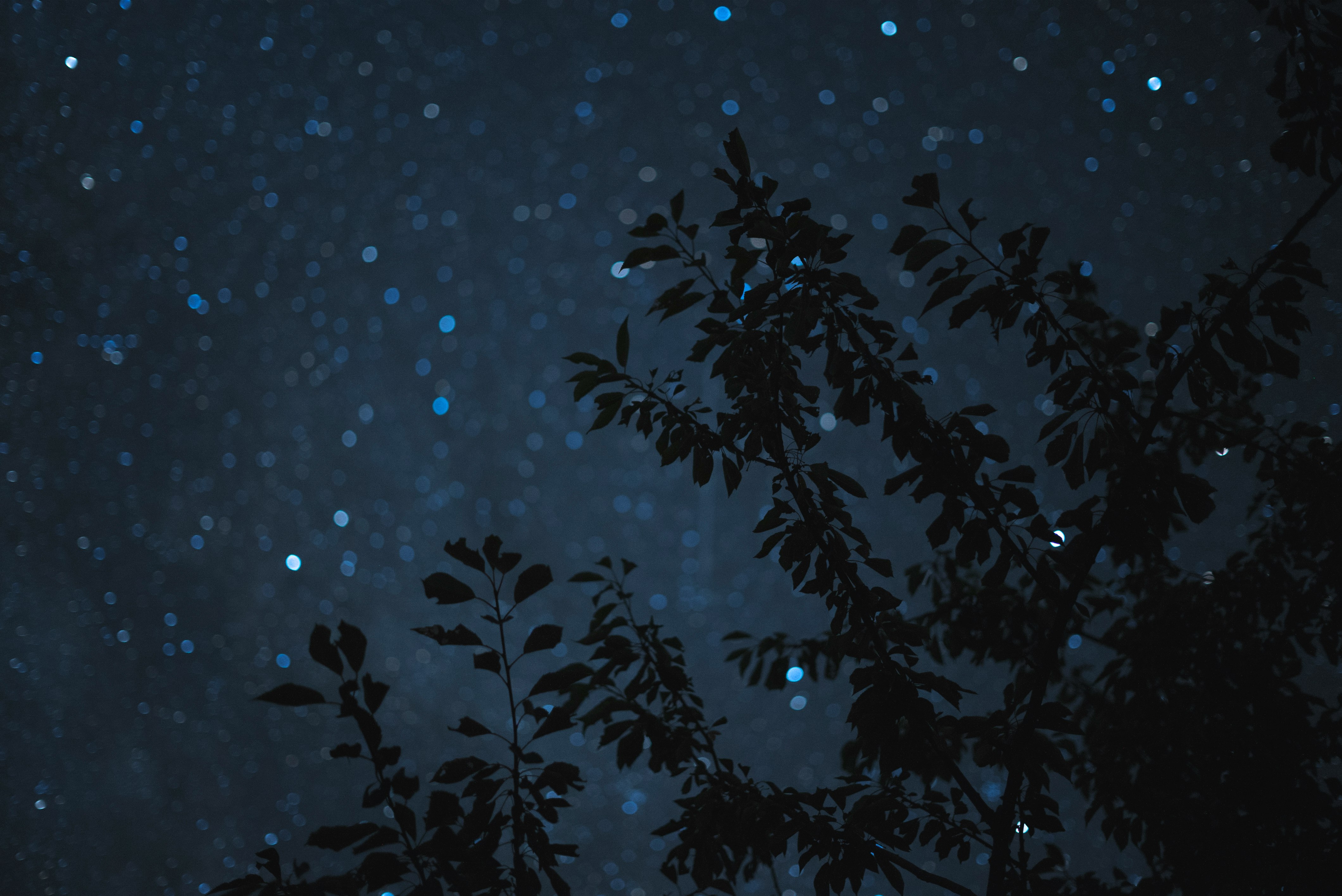 photo of leafed tree during night time