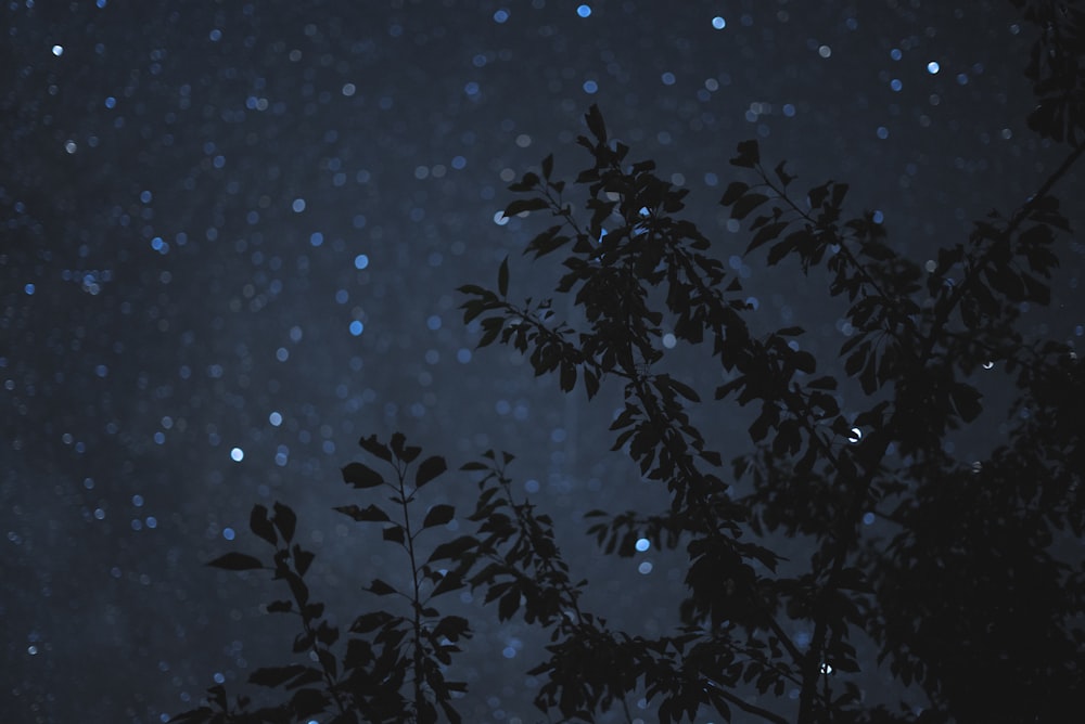 photo of leafed tree during night time