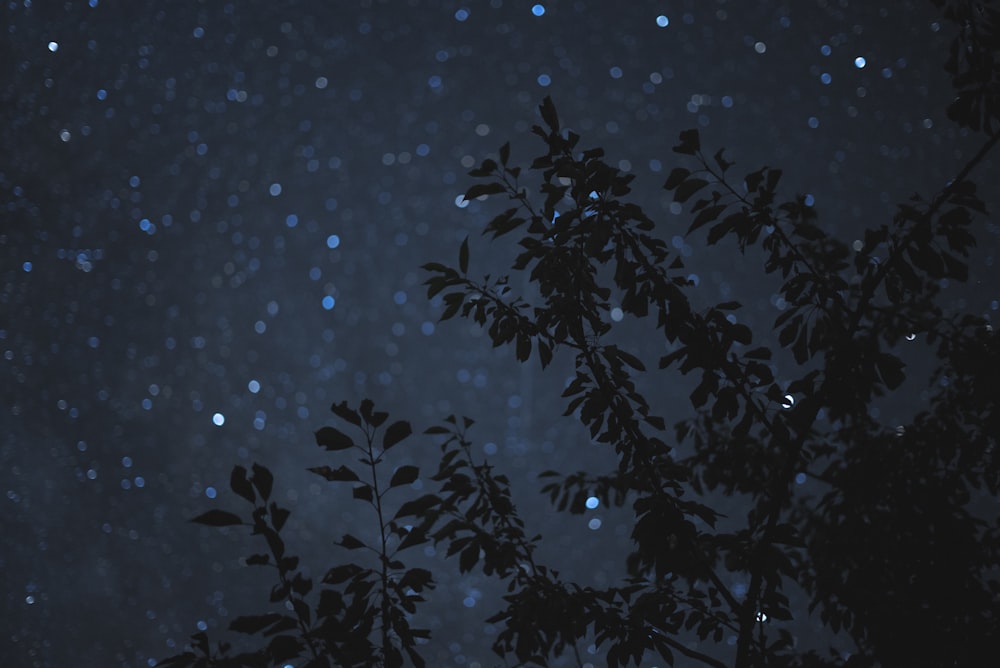 밤 시간 동안 잎이 달린 나무의 사진