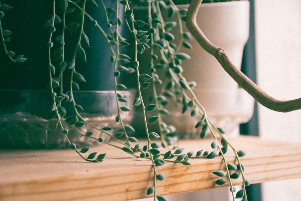 green potted plant on brown wooden rack