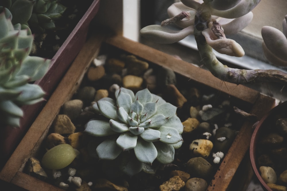 succulent plants in brown pot