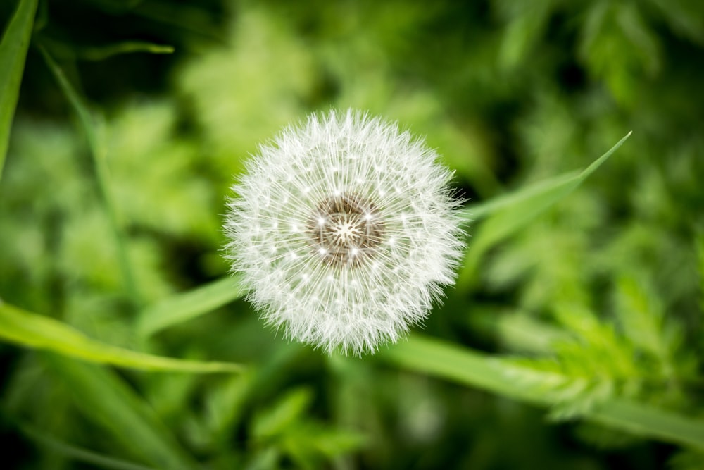 white dandelion in close up photography