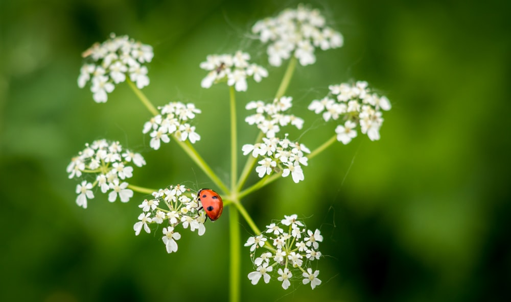 red ladybug perched on white flower in close up photography during daytime