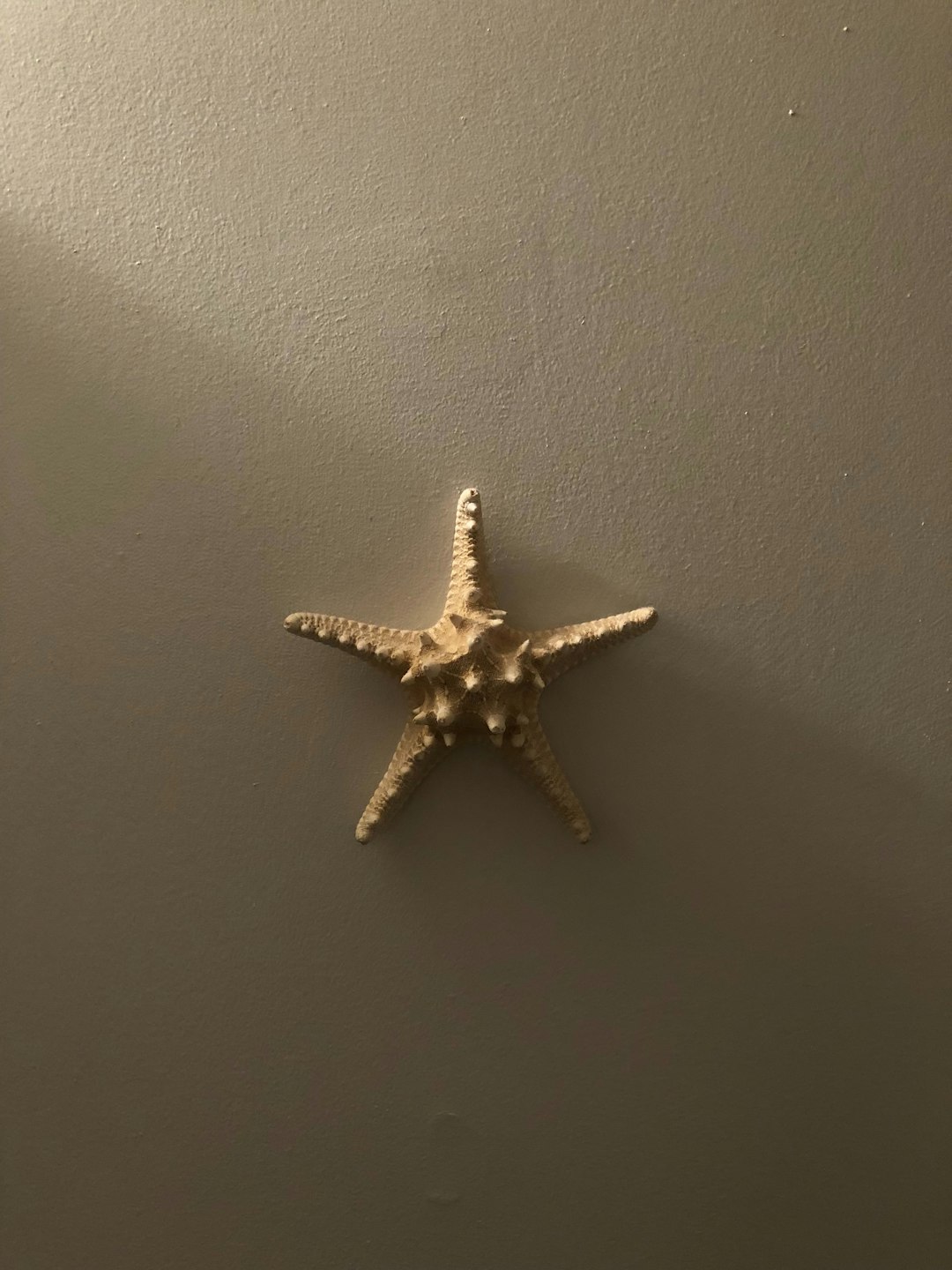 starfish