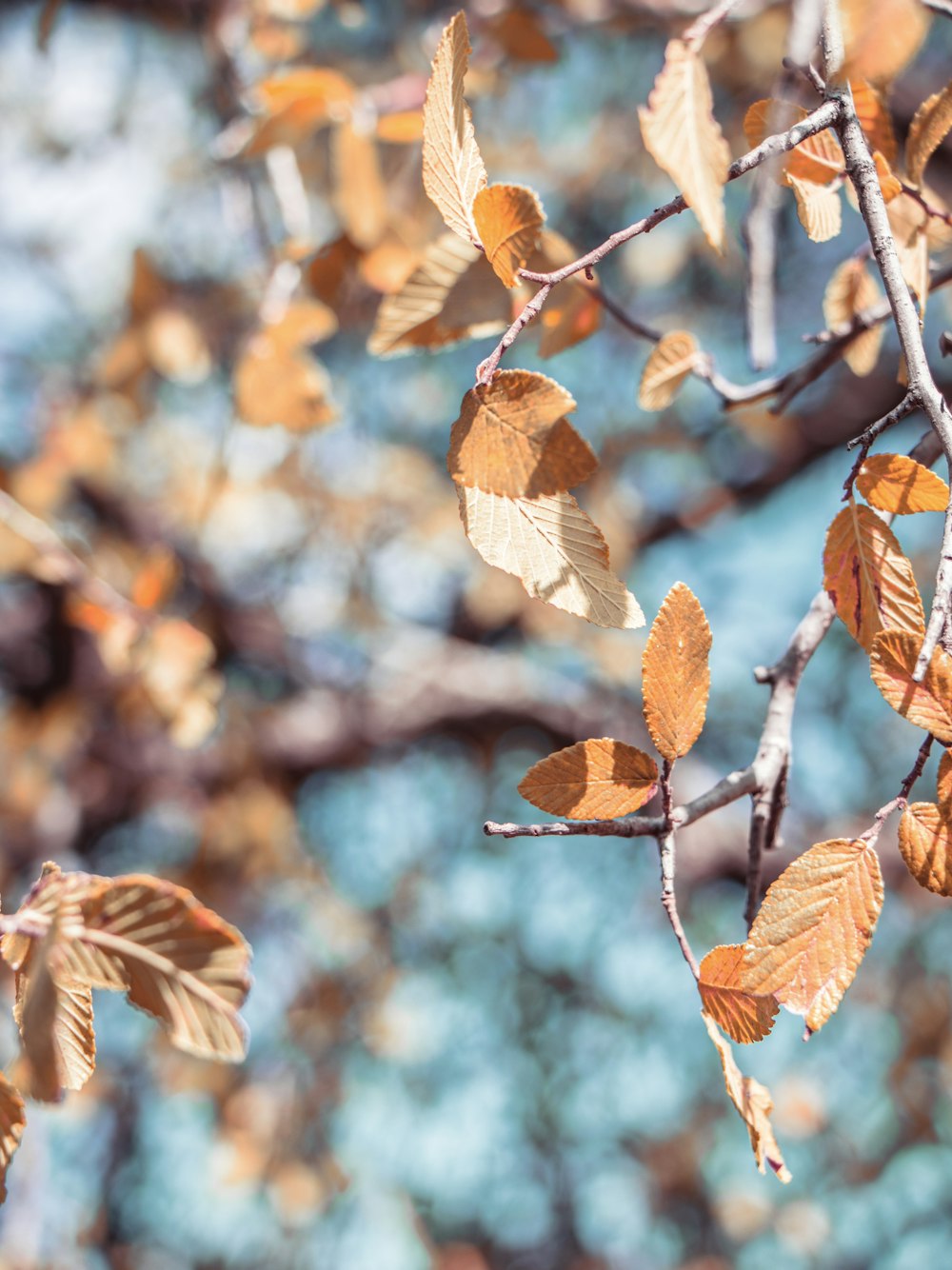 Photographie sélective de mise au point d’un arbre à feuilles brunes