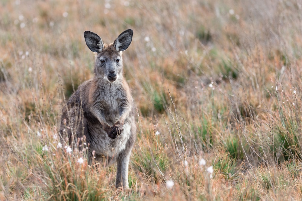 brown kangaroo on green and brown grass field