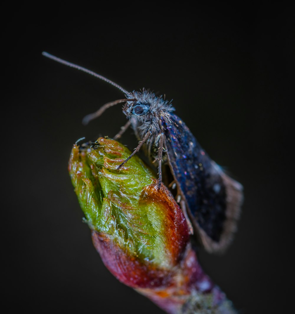 macro photography of butterfly