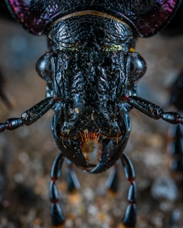macro photography of insect head