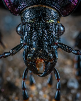 macro photography of insect head