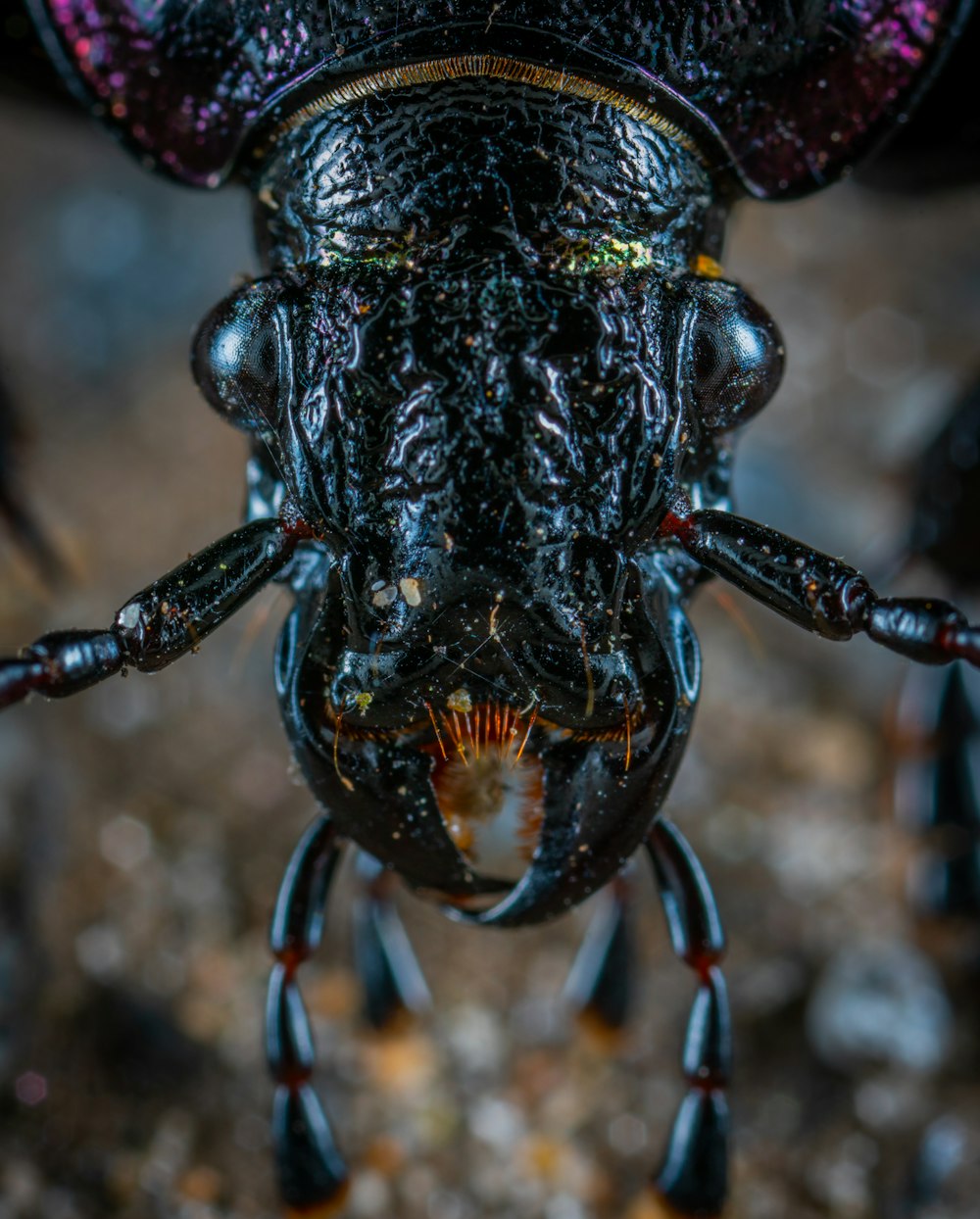 macro photography of insect head