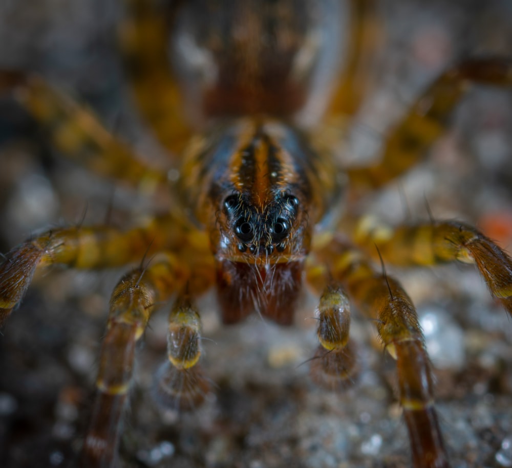 close-up photo of brown spider