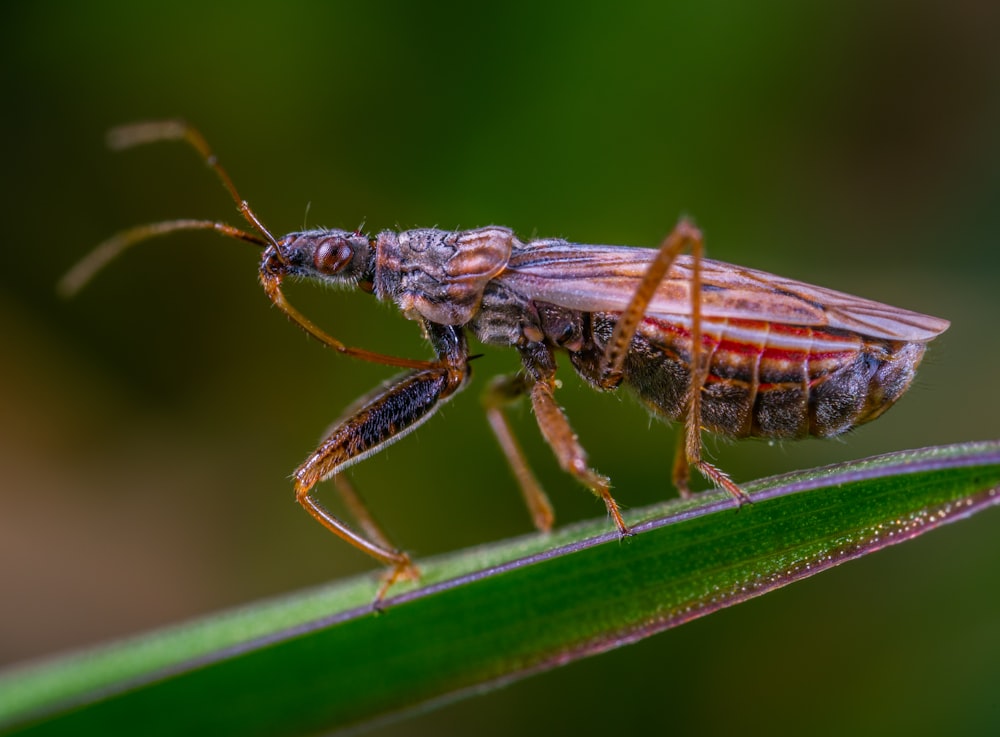 macrophotography of brown insect on top of leaf