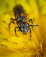 closed-up photo of bee