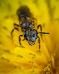 closed-up photo of bee
