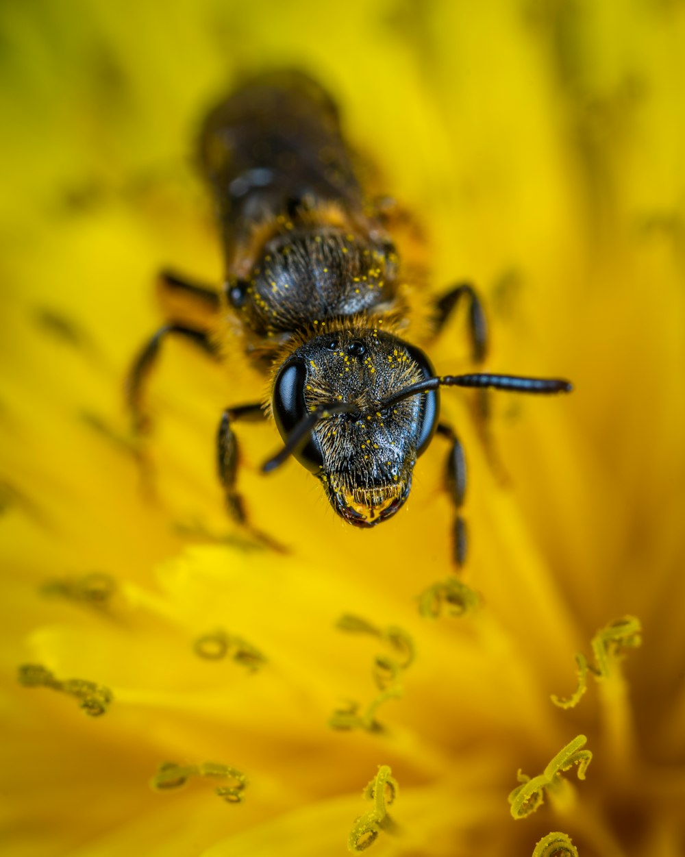 closed-up photo of bee