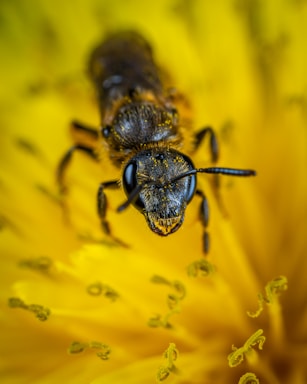 macro photography,how to photograph closed-up photo of bee