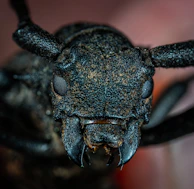 black ant
