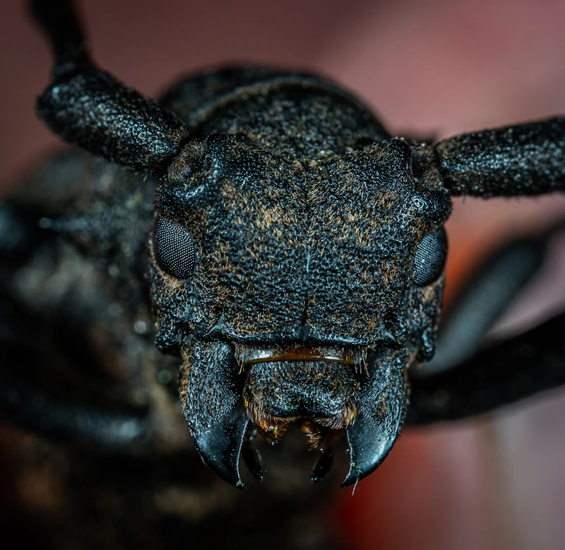 Ants, a common coastal pest