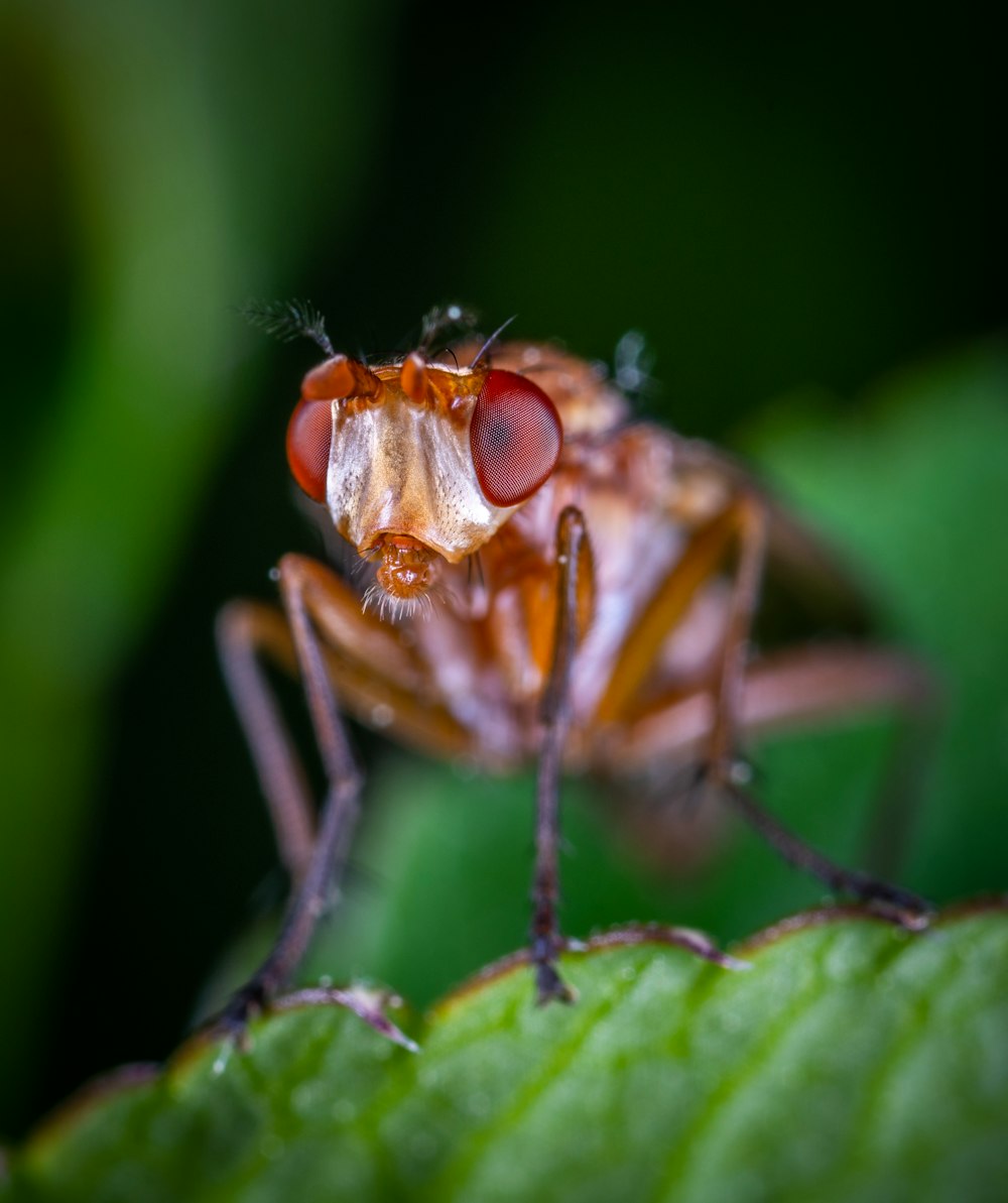 closeup photo of brown insect