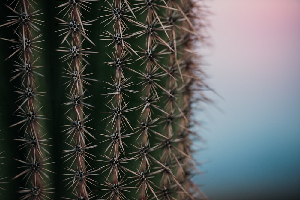 Foto de primer plano de la planta de cactus