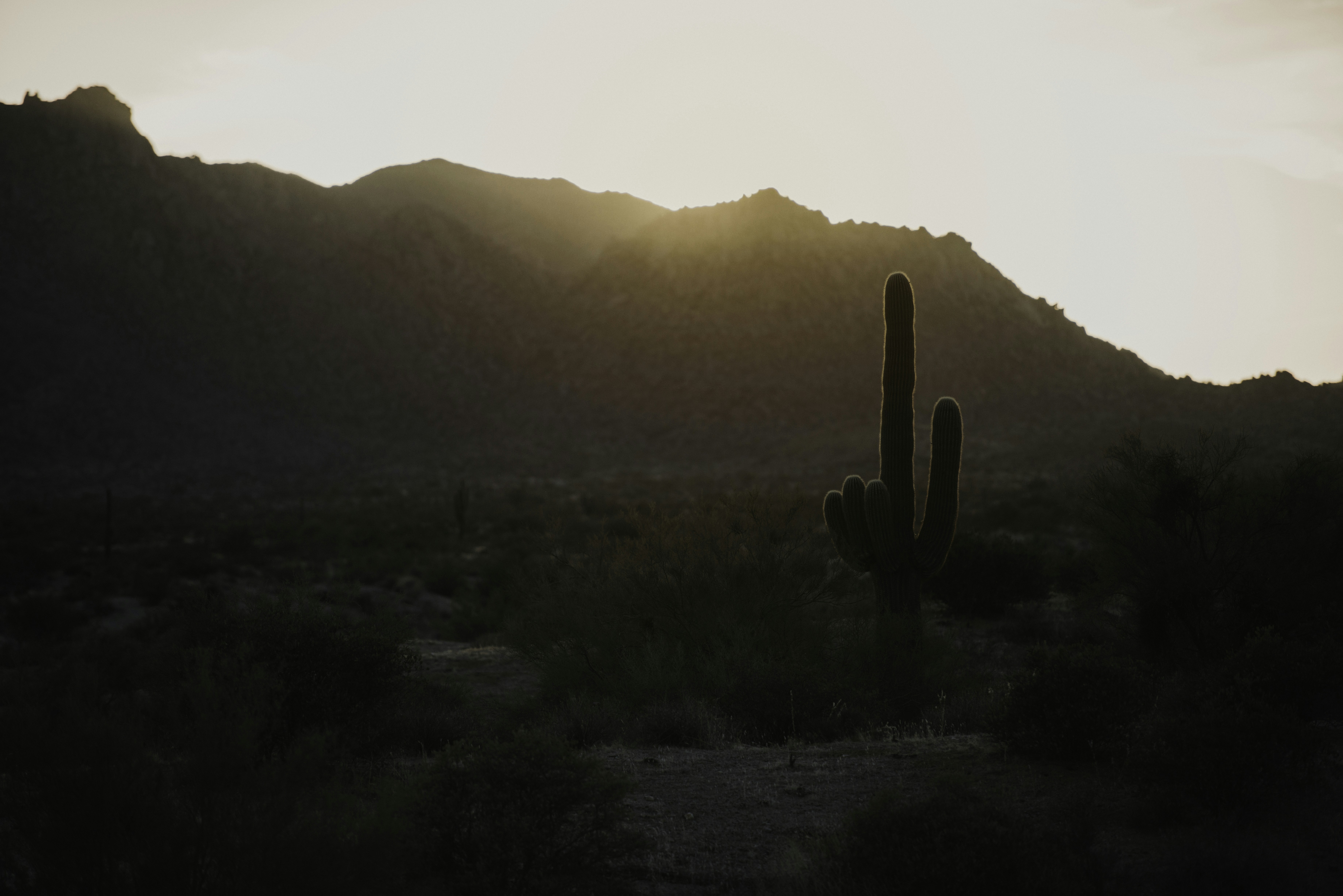 silhouette photography of cactus