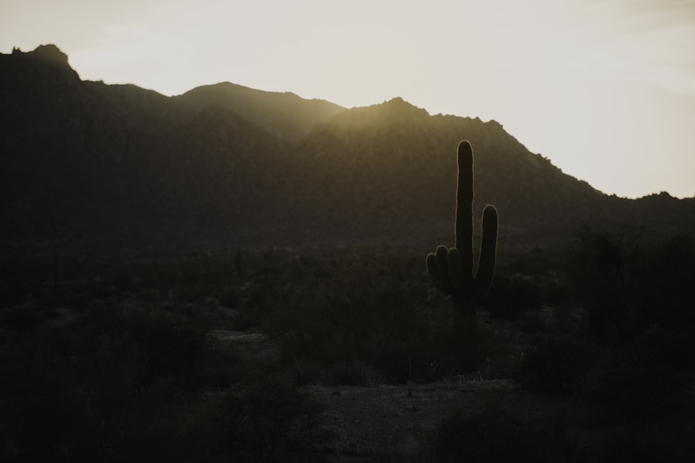 silhouette photography of cactus