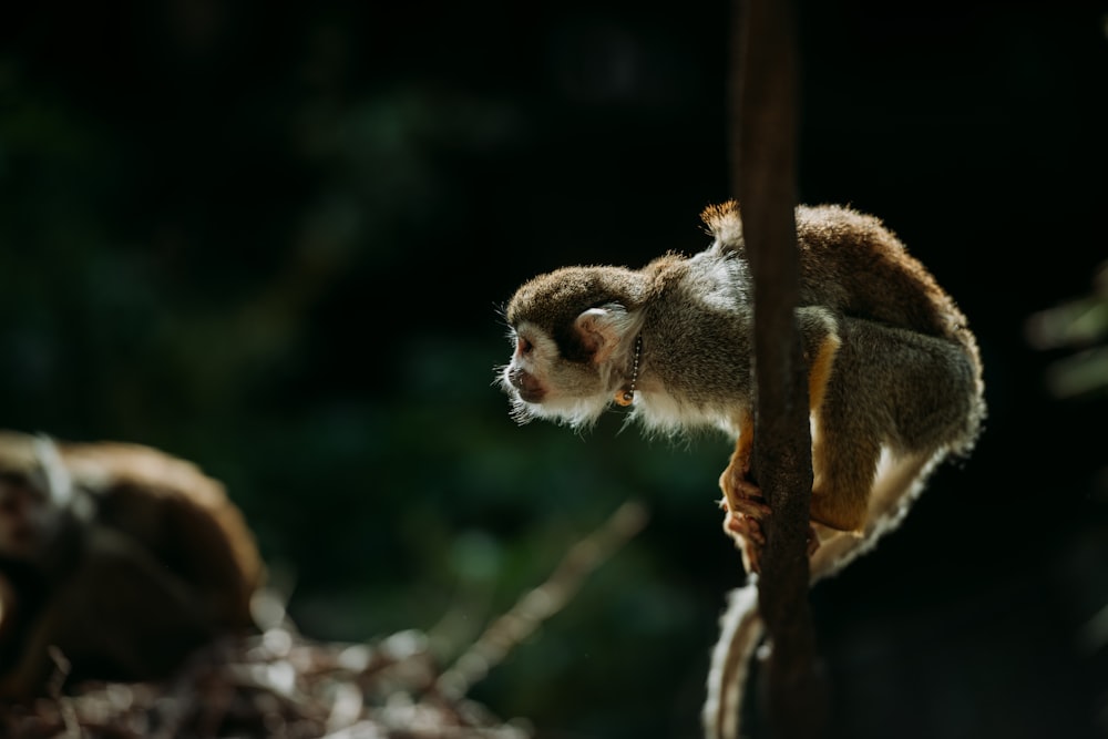 scimmia marrone in piedi sul ramo marrone