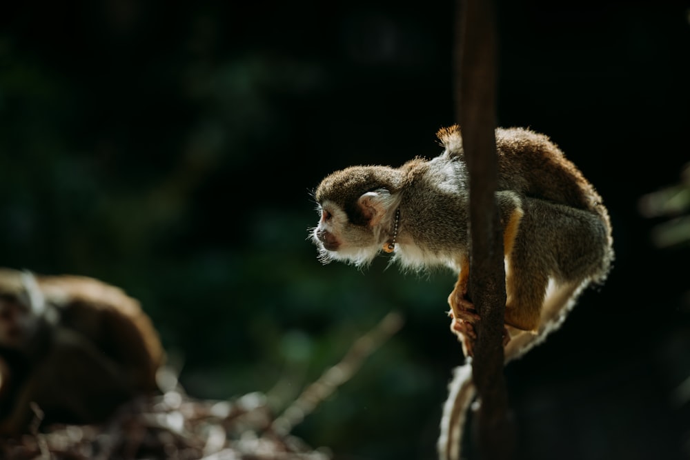 brown monkey standing on brown branch