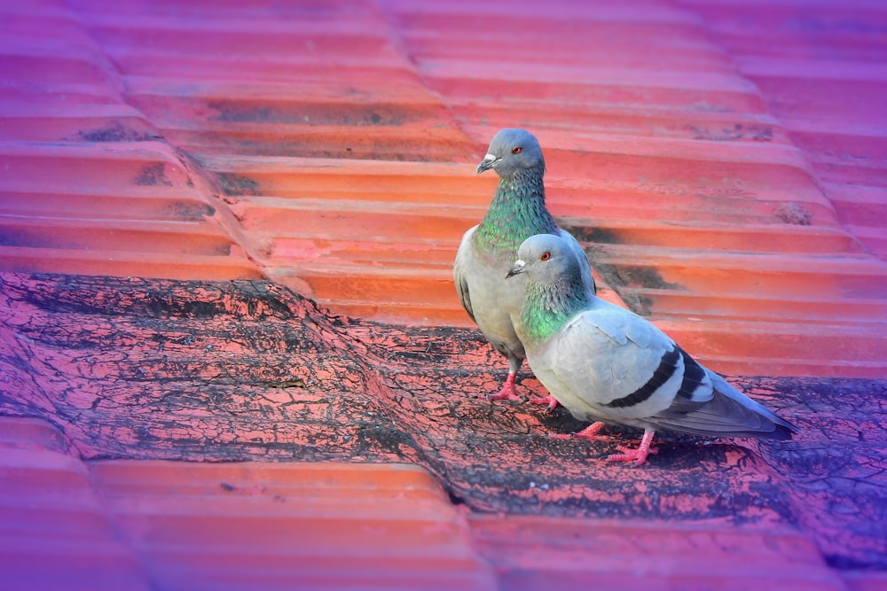 two gray pigeons on brown galvanized roofs